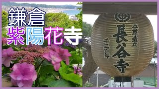 【あじさい】 長谷寺あじさい満開　鎌倉アジサイ寺 2021年6月12日