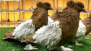 Frillback pigeon \u0026 Pigeon Farm | Fancy Pigeon Loft - fancy pigeon breeding pairs