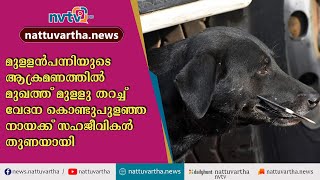 മുള്ളന്‍പന്നിയുടെ ആക്രമണത്തില്‍ മുഖത്ത് മുള്ളു തറച്ച് വേദന കൊണ്ടുപുളഞ്ഞ നായക്ക് സഹജീവികള്‍ തുണയായി