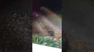 The little hungry hedghog