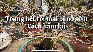 Toang thật rồi mai bị trổ sớm hết , cách khắc phục // 20-12 âm lịch