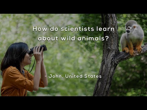 Which scientists study animals?