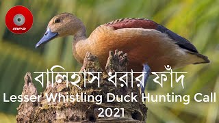 বালিহাস ধরার ফাঁদ ।  Lesser Whistling Duck calls