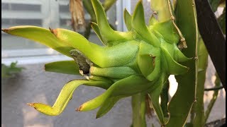 火龙果- 为什么要摘掉花呢 Why do I need to remove the flowers from the dragon fruit plant?