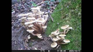 TIME LAPSE Chiodini (Armillaria mellea)