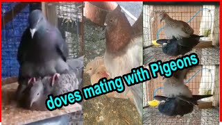 পায়রার সাথে ঘুঘুর পাখির মিলন | doves mating with Pigeons | ঘুঘুর সাথে কবুতরের জোড়া পার্ট ১