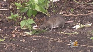 NYC DOE Says Root Of Roosevelt Island Rat Problem Is Not On School Property