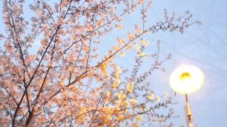 봄날의 벚꽃 cherry blossom _ Seoul _ Korea