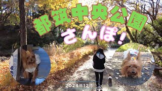 【愛犬と紅葉】都筑中央公園で穏やかなひとときを🐾😄❤️