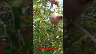 Pomegranate ( மாதுளம் பழம் )