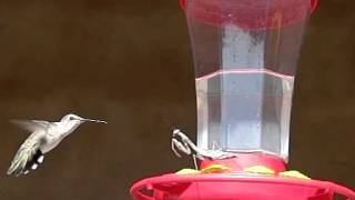 Praying mantis hunting hummingbirds, 300fps