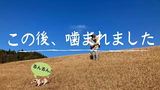 愛犬が噛まれました。犬を飼ってる上で当然のリスクなのに…反省。