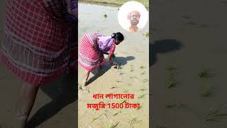 হাতে ধান লাগানোর পদ্ধতি #brickfield #shortsvideo