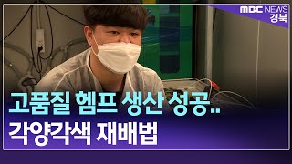 [K헴프 3] 고품질 헴프 생산 성공..각양각색 재배법 / 안동MBC