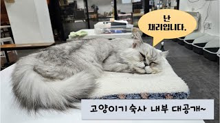 70마리 고양이의 새로운 집, 고양이기숙사 대공개! 1/11