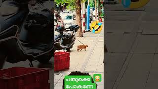 ഞാൻ പതുക്കെ പോകില്ല  100  മൈൽ സ്പ്പീഡിൽ 😂#trendingshorts #funny #cat @PoorDogsmedia