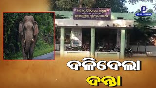 Elephant Attack Man in Ravensapur Village of Champua Forest Range | Elephant Terror Video in Odisha