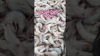 ଆଜି ପୁଣି ଚିଙ୍ଗୁଡ଼ି ମିଳିଗଲା || ଚିଙ୍ଗୁଡ଼ି ର ଗନ୍ଥାଘର || @Official kilipaul