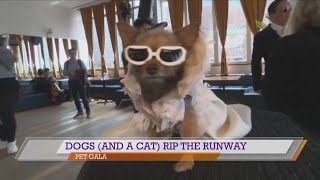 Pet Gala takes over NYC, Remembering Tina Turner, \u0026 more