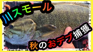 【川スモール】秋のスモールマウスバスを探して信濃川へ！魚のたまり場見つけて大から小まで釣れた！！