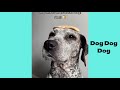 german shorthaired pointer funny and cute dog video compilation in 2022.