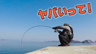 【遠征】離島に潜むモンスター！牡蠣のかぶせ釣りで超大物コブダイを狙え！