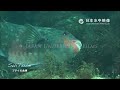 ブダイの食事　feeding behaviour of parrotfish. suitube7