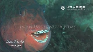 ブダイの食事　Feeding behaviour of Parrotfish. suitube7!