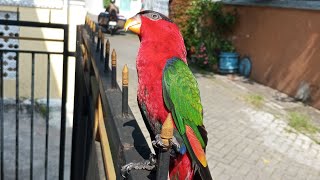 Makanan untuk burung nuri