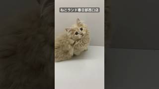 【子猫販売】#サイベリアン #子猫 #猫アレルギー #ねこランド #春日部