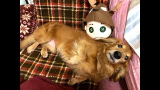 ぬいぐるみに嫉妬する犬 Dog jealous of doll #shorts