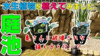 庭池に水生植物を植えました【2018#029】