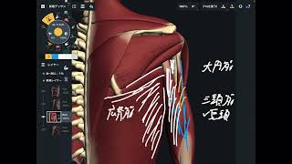 上腕骨に付着する肩と肘の筋肉を解説してみた