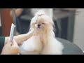 애견미용 시츄 korean style grooming shihtzu