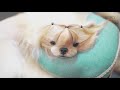 애견미용 시츄 korean style grooming shihtzu