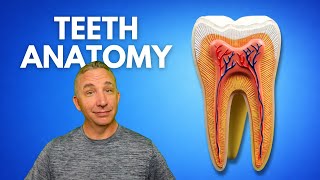 Teeth Anatomy: From Tooth Types to Internal Structure (Digestive System)