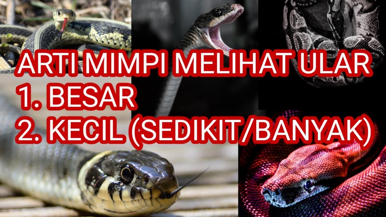 ARTI MIMPI MELIHAT ULAR BESAR DAN KECIL - YouTube