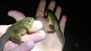 American Bullfrog Tadpole froglet (Lithobates catesbeianus) - Herpetology | Revival By Nature