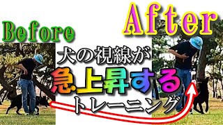 フラフラする意識をぴしゃりと定める！脚側停座の意識の作り方