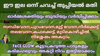 വീട്ടിൽ ഈ ഇല ഉണ്ടെങ്കിൽ അറിയാതെ പോകല്ലേ, ഗുണങ്ങൾ എണ്ണിയാൽ തീരില്ല|ഇനി ശരീരവേദനകൾ എല്ലാം പറപറത്താം🌿💯