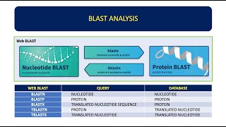 How To Analyze DNA Sequence Using BLAST | Basic Local Alignment Search Tool 👨🏻‍💻🧬