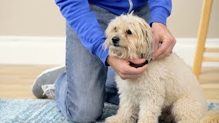Comfort Zone Calming Dog Collars | Chewy