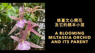 2314 蛛堇文心開花以及它的親本小苗 a blooming Miltassia orchid and its parent seedling