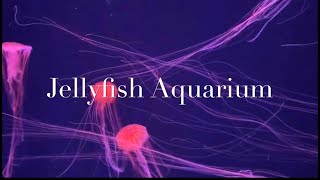 Pink Jellyfish - Relaxing Music - Chrysaora pacifica( Sumida  Aquarium, Tokyo) ピンクなアカクラゲ（すみだ水族館）