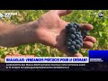 top départ des vendanges dans le beaujolais pour le crémant