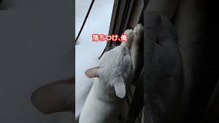 大雪が降った日、散歩に挑戦したけど諦めた。#幸せの白猫 #白猫 #保護猫 #cat #whitecat #白猫わかば#shorts #大雪