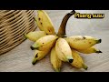 Episode 20 (Hill Forest Garden-Mosumbu): PISANG SUSU-First Banana Harvest