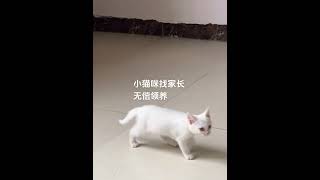 #记录猫咪日常 #猫咪 #领养代替购买 #领养 #领养猫