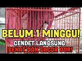 RAHASIA CEPAT CENDET SUPAYA GACOR DOR SETIAP HARI TANPA HENTI!