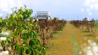 路過~這片「酪梨園」怎麼了？2021年9月19日